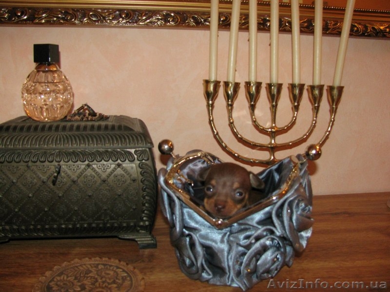 Русские той-терьеры отличного качества) - <ro>Изображение</ro><ru>Изображение</ru> #3, <ru>Объявление</ru> #1276254