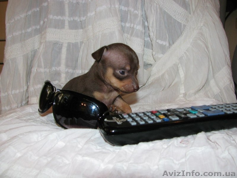 Русские той-терьеры отличного качества) - <ro>Изображение</ro><ru>Изображение</ru> #4, <ru>Объявление</ru> #1276254