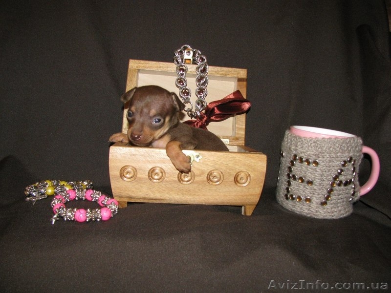 Русские той-терьеры отличного качества) - <ro>Изображение</ro><ru>Изображение</ru> #5, <ru>Объявление</ru> #1276254