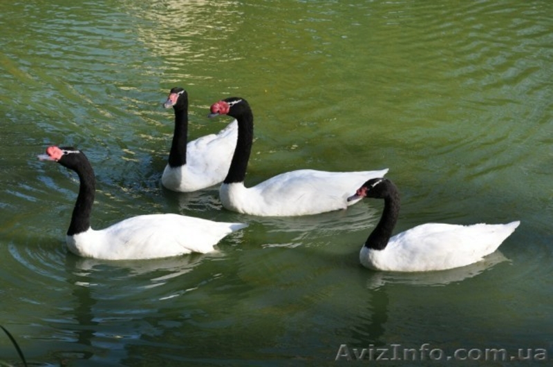 Купить Лебедя белого, черного, черношеего можно у нас. Продам лебедя - <ro>Изображение</ro><ru>Изображение</ru> #3, <ru>Объявление</ru> #1296317