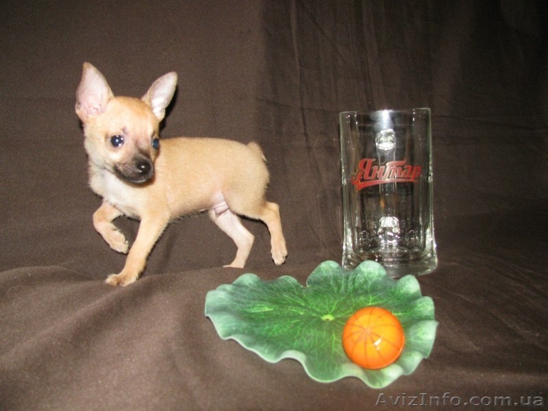 Продается русский той (мальчик) - <ro>Изображение</ro><ru>Изображение</ru> #3, <ru>Объявление</ru> #1300743