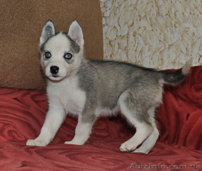 Сибирский хаски щенки КСУ  FCI - <ro>Изображение</ro><ru>Изображение</ru> #3, <ru>Объявление</ru> #797651