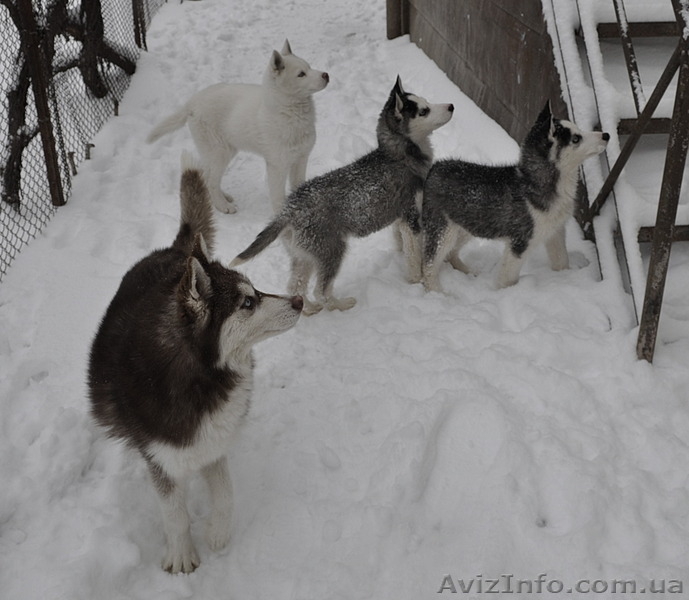 Сибирский хаски щенки КСУ  FCI - <ro>Изображение</ro><ru>Изображение</ru> #7, <ru>Объявление</ru> #797651