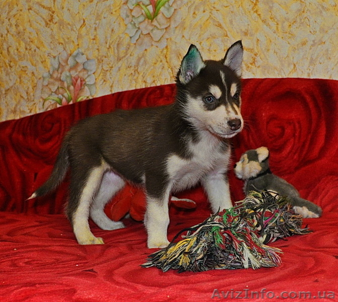 Сибирский хаски щенки КСУ  FCI - <ro>Изображение</ro><ru>Изображение</ru> #4, <ru>Объявление</ru> #797651