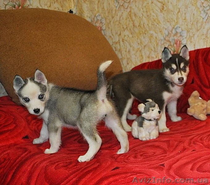 Сибирский хаски щенки КСУ  FCI - <ro>Изображение</ro><ru>Изображение</ru> #5, <ru>Объявление</ru> #797651