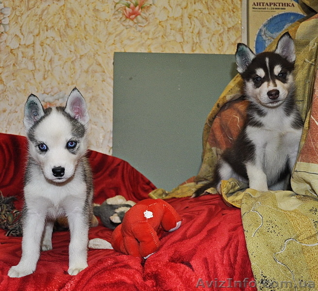 Сибирский хаски щенки КСУ  FCI - <ro>Изображение</ro><ru>Изображение</ru> #6, <ru>Объявление</ru> #797651
