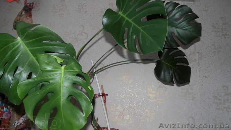 Лучший подарок ко дню Влюблённых живые цветы!  - <ro>Изображение</ro><ru>Изображение</ru> #5, <ru>Объявление</ru> #1367587