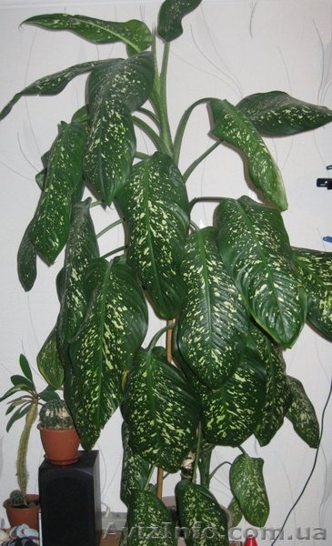 Лучший подарок ко дню Влюблённых живые цветы!  - <ro>Изображение</ro><ru>Изображение</ru> #4, <ru>Объявление</ru> #1367587