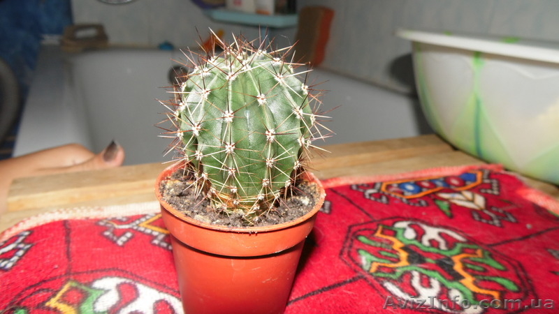 Лучший подарок ко дню Влюблённых живые цветы!  - <ro>Изображение</ro><ru>Изображение</ru> #6, <ru>Объявление</ru> #1367587