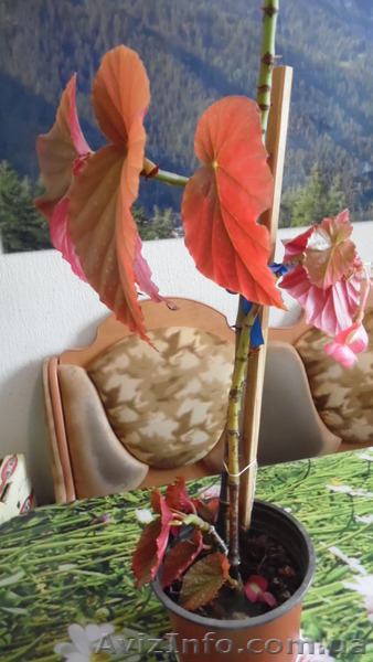 Лучший подарок ко дню Влюблённых живые цветы!  - <ro>Изображение</ro><ru>Изображение</ru> #3, <ru>Объявление</ru> #1367587