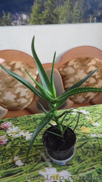 Лучший подарок ко дню Влюблённых живые цветы!  - <ro>Изображение</ro><ru>Изображение</ru> #8, <ru>Объявление</ru> #1367587