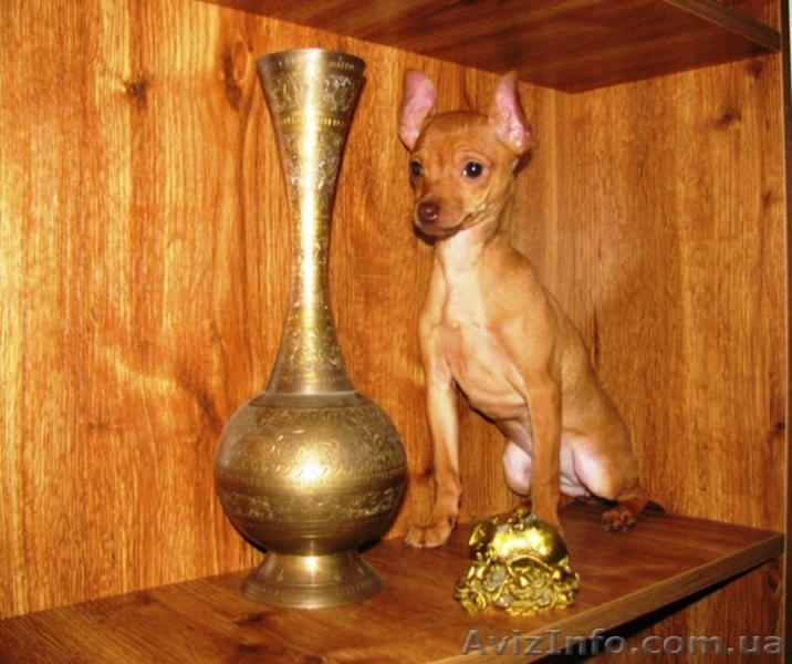 Щенок, девочка той-терьер с документами, привита! - <ro>Изображение</ro><ru>Изображение</ru> #3, <ru>Объявление</ru> #1367844