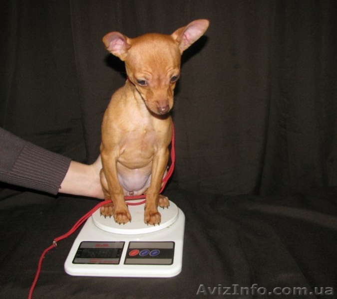 Щенок, девочка той-терьер с документами, привита! - <ro>Изображение</ro><ru>Изображение</ru> #4, <ru>Объявление</ru> #1367844