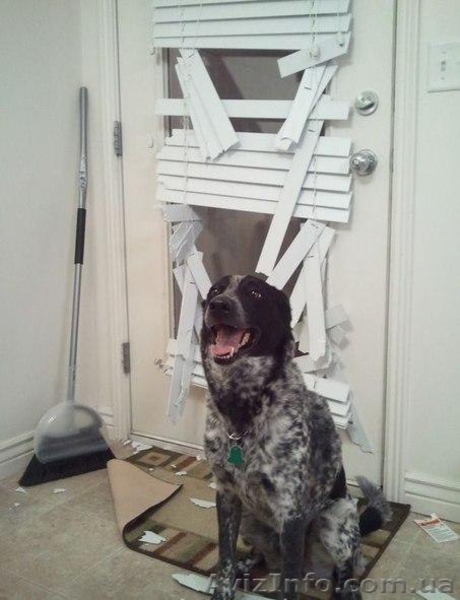 Ремонт жалюзи и рольставней - <ro>Изображение</ro><ru>Изображение</ru> #5, <ru>Объявление</ru> #1415354