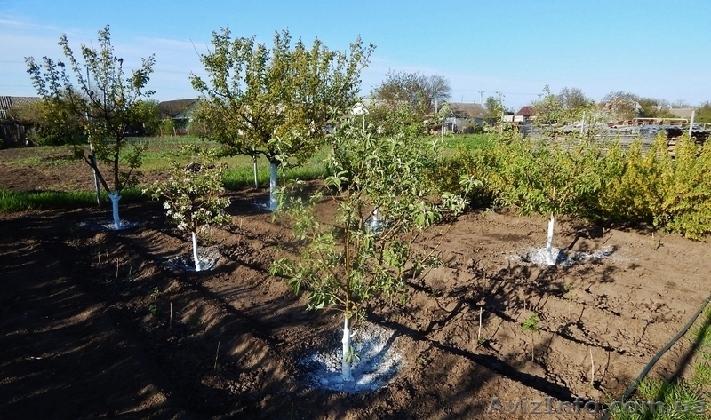 Продаем дом 3 комн. в с. Полигон. 80 кв, 20 соток 29500 уе.  - <ro>Изображение</ro><ru>Изображение</ru> #4, <ru>Объявление</ru> #1440343