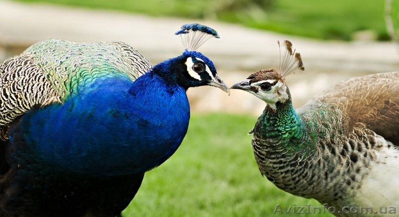 Зелений оазис у серці степової України - <ro>Изображение</ro><ru>Изображение</ru> #6, <ru>Объявление</ru> #1448124