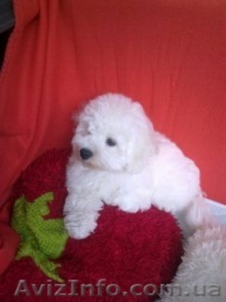 Кучерявое счастье - <ro>Изображение</ro><ru>Изображение</ru> #3, <ru>Объявление</ru> #1514759