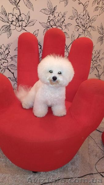 Кучерявое счастье - <ro>Изображение</ro><ru>Изображение</ru> #4, <ru>Объявление</ru> #1514759