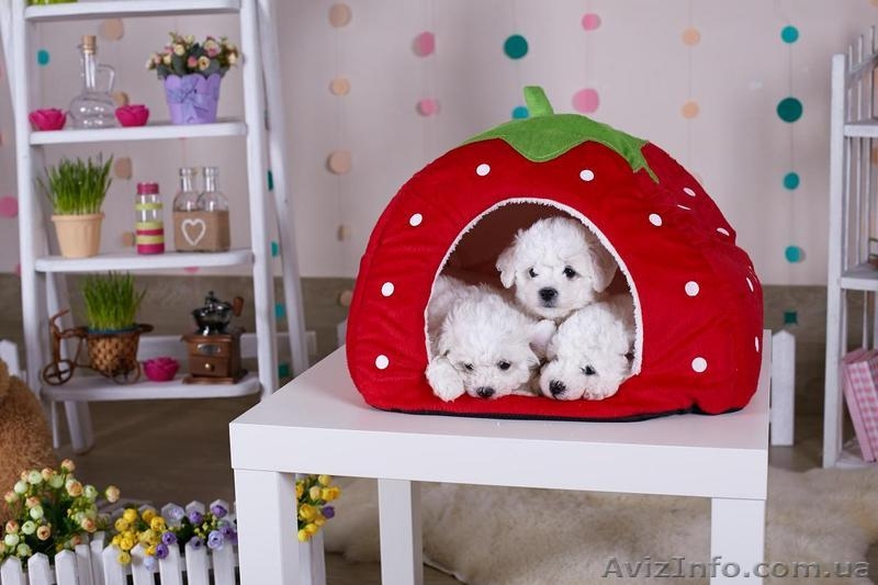 Кучерявое счастье - <ro>Изображение</ro><ru>Изображение</ru> #5, <ru>Объявление</ru> #1514759