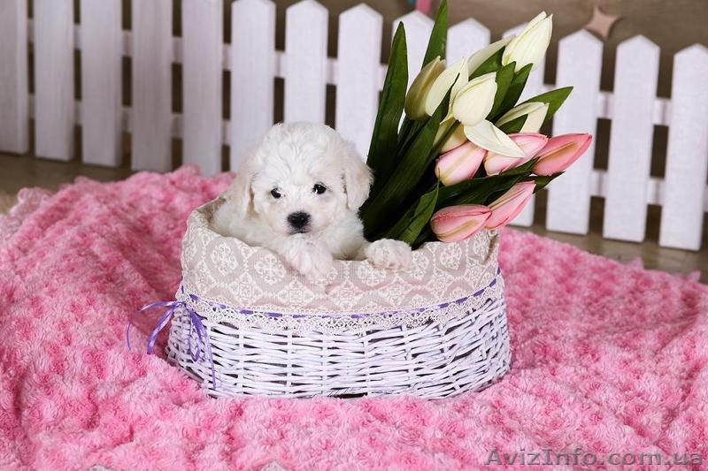 Кучерявое счастье - <ro>Изображение</ro><ru>Изображение</ru> #6, <ru>Объявление</ru> #1514759