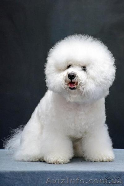 Кучерявое счастье - <ro>Изображение</ro><ru>Изображение</ru> #7, <ru>Объявление</ru> #1514759