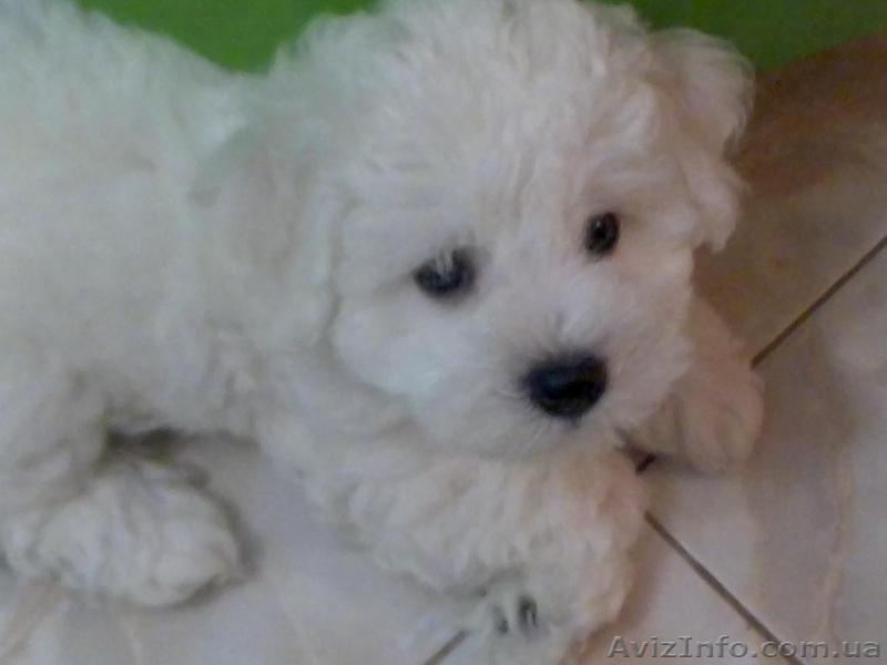 Кучерявое счастье - <ro>Изображение</ro><ru>Изображение</ru> #8, <ru>Объявление</ru> #1514759