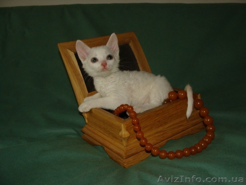 купить кошку,купить котенка - <ro>Изображение</ro><ru>Изображение</ru> #3, <ru>Объявление</ru> #1270960