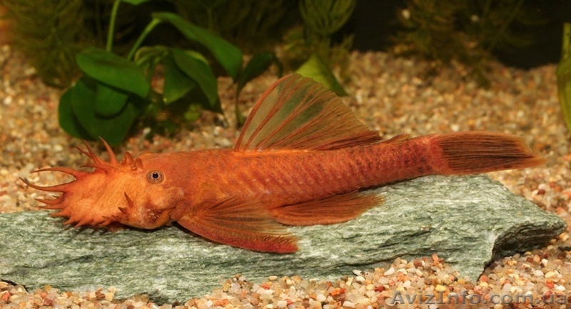 Продам Анциструс сома - <ro>Изображение</ro><ru>Изображение</ru> #5, <ru>Объявление</ru> #1557417