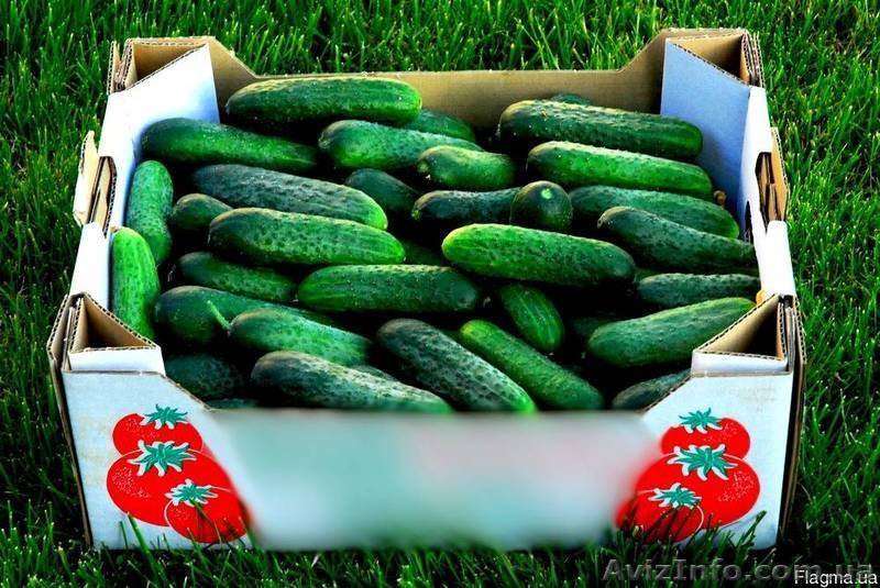 Ящик под огурец. Купить ящик под огурец - <ro>Изображение</ro><ru>Изображение</ru> #3, <ru>Объявление</ru> #1568612