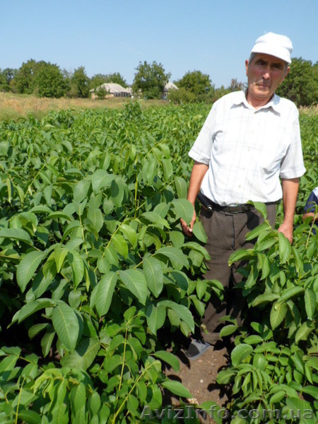 Продам саженцы ореха с питомника - <ro>Изображение</ro><ru>Изображение</ru> #3, <ru>Объявление</ru> #1574767