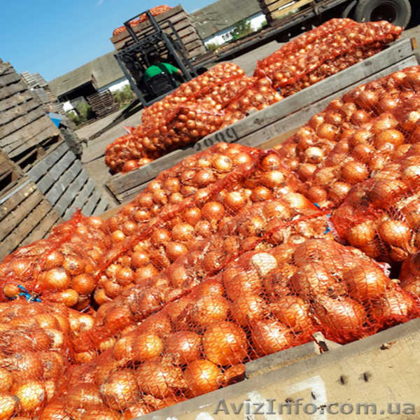 Лук репчатый урожая 2017 - <ro>Изображение</ro><ru>Изображение</ru> #3, <ru>Объявление</ru> #1589985