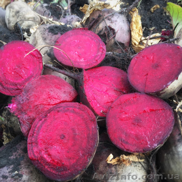 Свекла столовая (Пабло, Ларка) урожая 2017 - <ro>Изображение</ro><ru>Изображение</ru> #3, <ru>Объявление</ru> #1589986