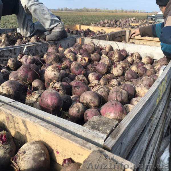 Свекла столовая (Пабло, Ларка) урожая 2017 - <ro>Изображение</ro><ru>Изображение</ru> #4, <ru>Объявление</ru> #1589986