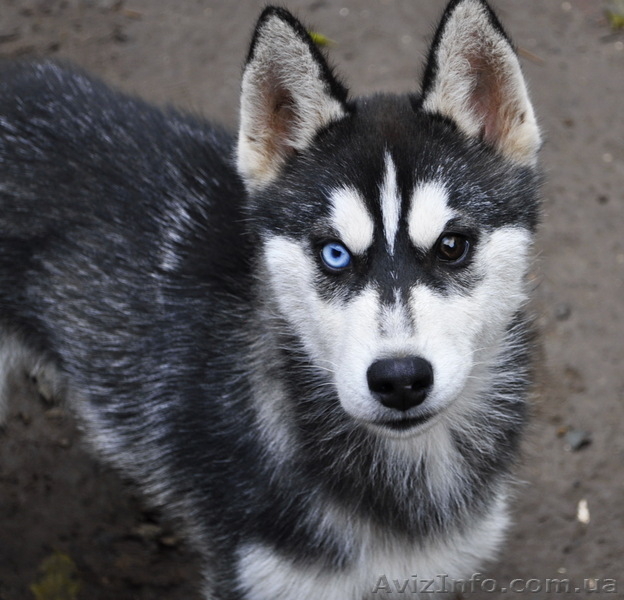 Щенки хаски, питомник. - <ro>Изображение</ro><ru>Изображение</ru> #10, <ru>Объявление</ru> #1599080