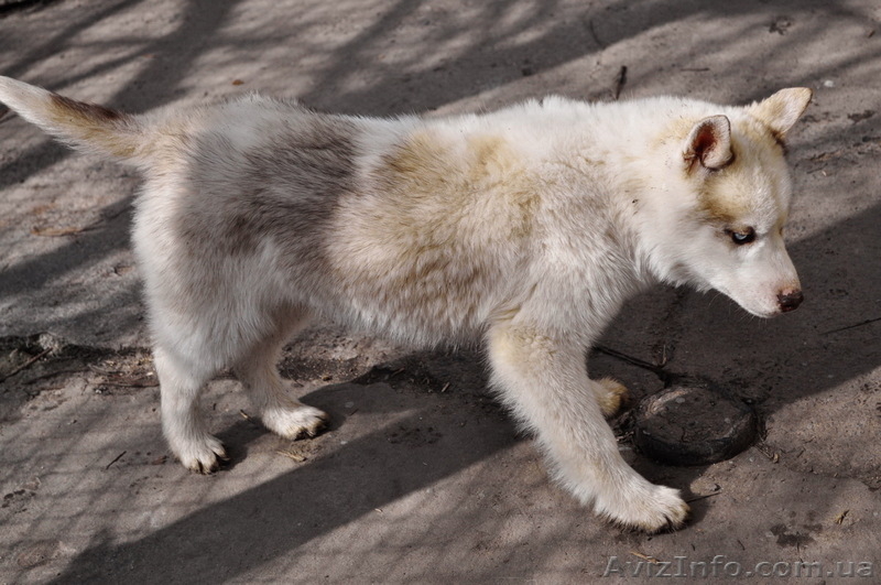 Щенки хаски, питомник. - <ro>Изображение</ro><ru>Изображение</ru> #9, <ru>Объявление</ru> #1599080