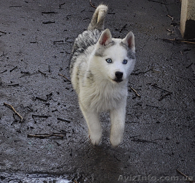 Щенки хаски, питомник. - <ro>Изображение</ro><ru>Изображение</ru> #4, <ru>Объявление</ru> #1599080
