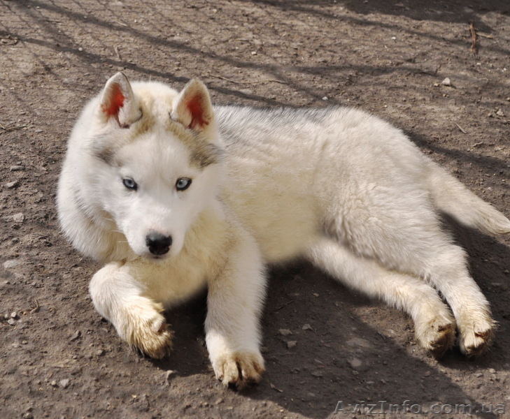 Щенки хаски, питомник. - <ro>Изображение</ro><ru>Изображение</ru> #7, <ru>Объявление</ru> #1599080