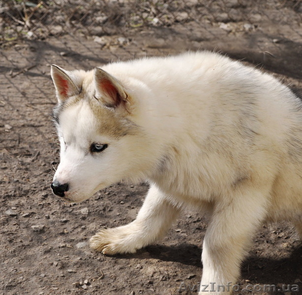 Щенки хаски, питомник. - <ro>Изображение</ro><ru>Изображение</ru> #6, <ru>Объявление</ru> #1599080