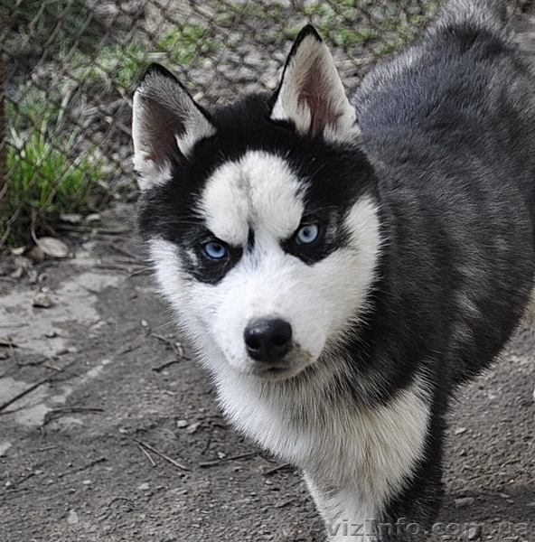 Щенки хаски, питомник. - <ro>Изображение</ro><ru>Изображение</ru> #3, <ru>Объявление</ru> #1599080