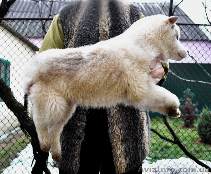 Щенки хаски, питомник. - <ro>Изображение</ro><ru>Изображение</ru> #8, <ru>Объявление</ru> #1599080