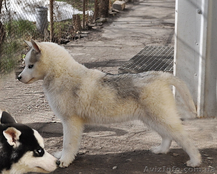 Щенки хаски, питомник. - <ro>Изображение</ro><ru>Изображение</ru> #5, <ru>Объявление</ru> #1599080