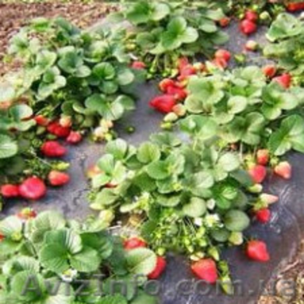 Купить саженцы клубники в питомнике - <ro>Изображение</ro><ru>Изображение</ru> #3, <ru>Объявление</ru> #1634184