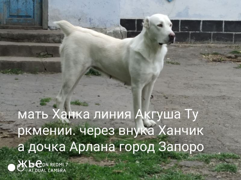 Щенки среднеазиатской овчарки возраст 4 месяца. - <ro>Изображение</ro><ru>Изображение</ru> #3, <ru>Объявление</ru> #1678027