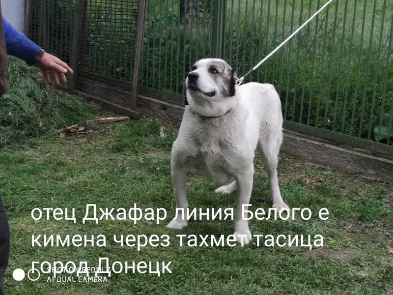 Щенки среднеазиатской овчарки возраст 4 месяца. - <ro>Изображение</ro><ru>Изображение</ru> #4, <ru>Объявление</ru> #1678027