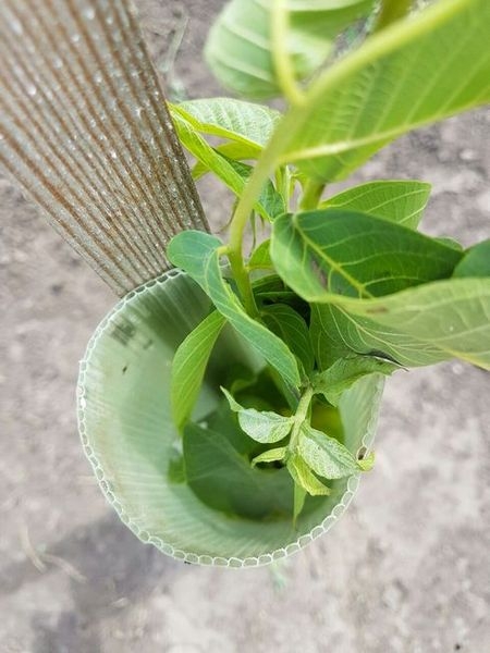 Продам Сад грецкого ореха - <ro>Изображение</ro><ru>Изображение</ru> #3, <ru>Объявление</ru> #1684853