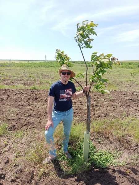 Продам Сад грецкого ореха - <ro>Изображение</ro><ru>Изображение</ru> #4, <ru>Объявление</ru> #1684853