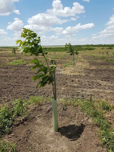 Продам Сад грецкого ореха - <ro>Изображение</ro><ru>Изображение</ru> #5, <ru>Объявление</ru> #1684853