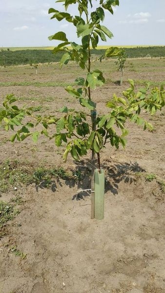 Продам Сад грецкого ореха - <ro>Изображение</ro><ru>Изображение</ru> #6, <ru>Объявление</ru> #1684853