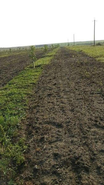 Продам Сад грецкого ореха - <ro>Изображение</ro><ru>Изображение</ru> #7, <ru>Объявление</ru> #1684853